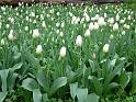 Tulip Bed White 